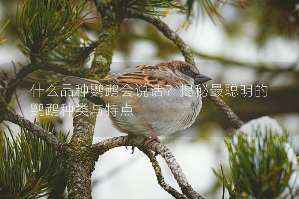 什么品种鹦鹉会说话？揭秘最聪明的鹦鹉种类与特点