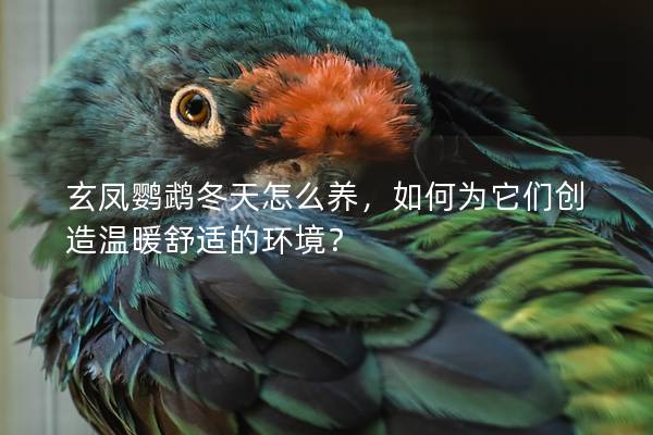 玄凤鹦鹉冬天怎么养，如何为它们创造温暖舒适的环境？