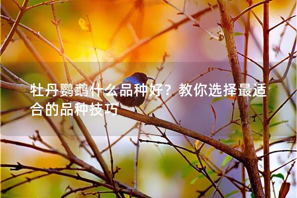 牡丹鹦鹉什么品种好？教你选择最适合的品种技巧