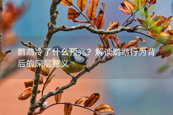 鹦鹉冷了什么预兆？解读鹦鹉行为背后的深层意义