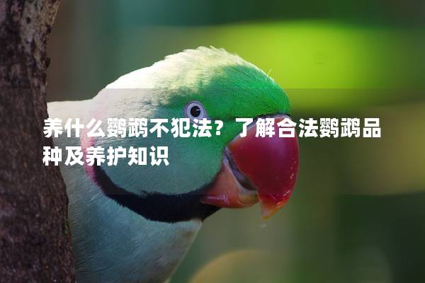 养什么鹦鹉不犯法？了解合法鹦鹉品种及养护知识