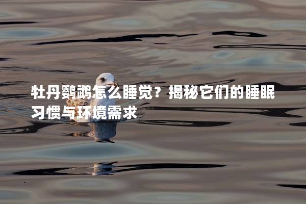 牡丹鹦鹉怎么睡觉？揭秘它们的睡眠习惯与环境需求