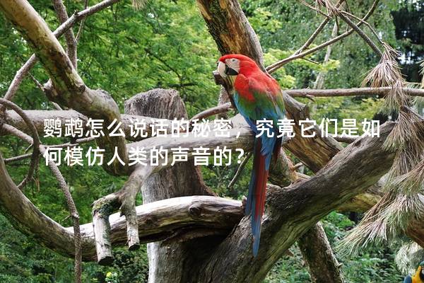 鹦鹉怎么说话的秘密，究竟它们是如何模仿人类的声音的？