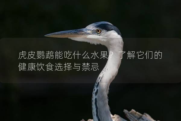 虎皮鹦鹉能吃什么水果？了解它们的健康饮食选择与禁忌
