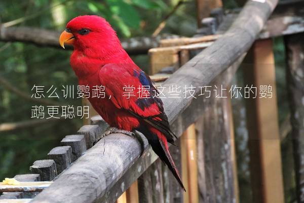 怎么训鹦鹉，掌握这些技巧让你的鹦鹉更聪明