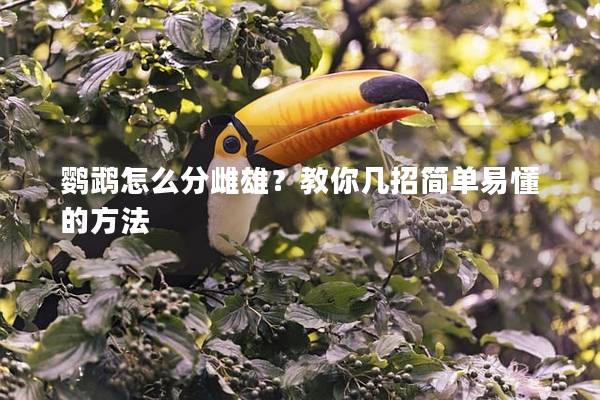 鹦鹉怎么分雌雄？教你几招简单易懂的方法