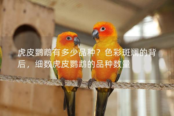 虎皮鹦鹉有多少品种？色彩斑斓的背后，细数虎皮鹦鹉的品种数量