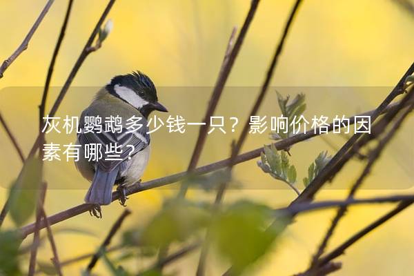 灰机鹦鹉多少钱一只？影响价格的因素有哪些？