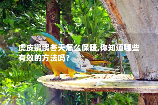 虎皮鹦鹉冬天怎么保暖,你知道哪些有效的方法吗？