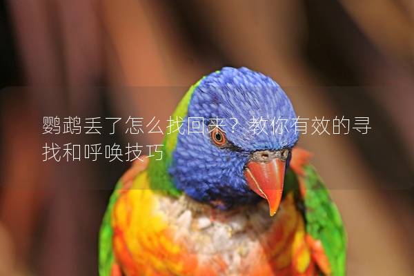 鹦鹉丢了怎么找回来？教你有效的寻找和呼唤技巧