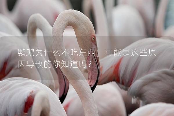 鹦鹉为什么不吃东西，可能是这些原因导致的你知道吗？