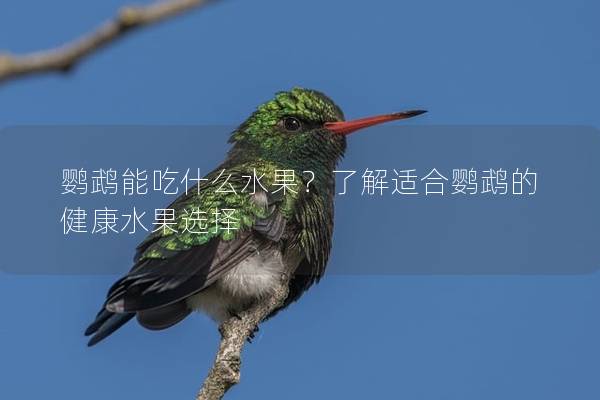 鹦鹉能吃什么水果？了解适合鹦鹉的健康水果选择
