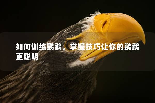 如何训练鹦鹉，掌握技巧让你的鹦鹉更聪明