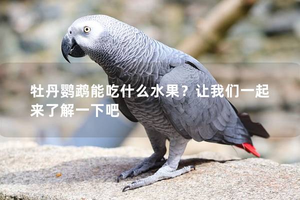 牡丹鹦鹉能吃什么水果？让我们一起来了解一下吧