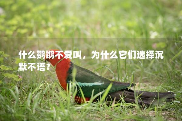 什么鹦鹉不爱叫，为什么它们选择沉默不语？