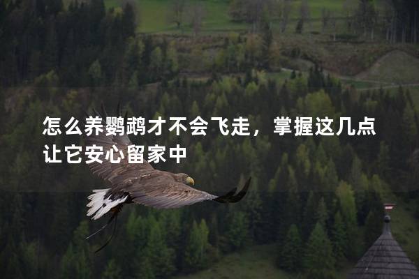 怎么养鹦鹉才不会飞走，掌握这几点让它安心留家中