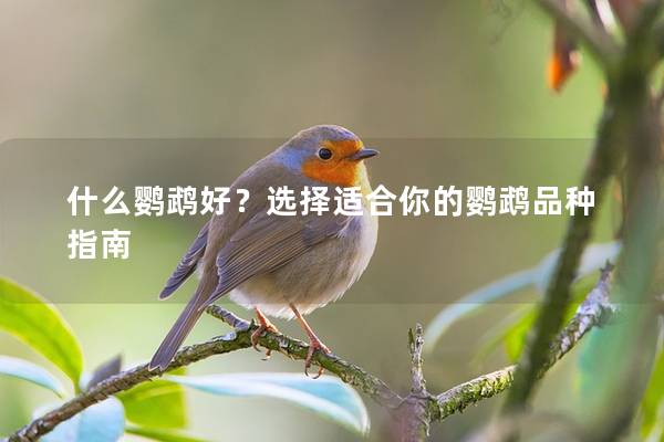 什么鹦鹉好？选择适合你的鹦鹉品种指南