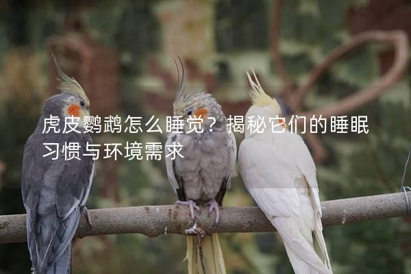 虎皮鹦鹉怎么睡觉？揭秘它们的睡眠习惯与环境需求