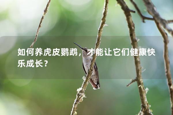 如何养虎皮鹦鹉，才能让它们健康快乐成长？