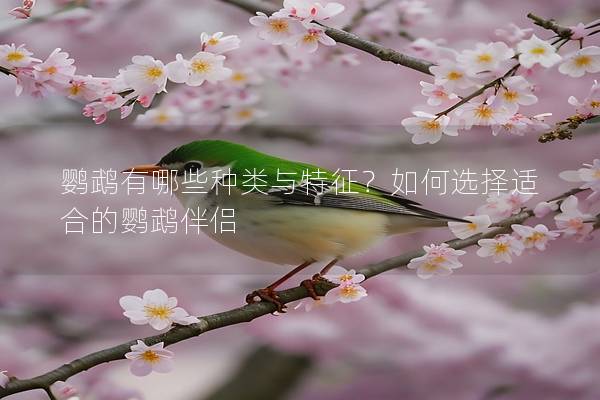 鹦鹉有哪些种类与特征？如何选择适合的鹦鹉伴侣