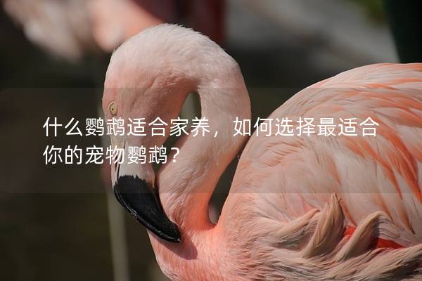 什么鹦鹉适合家养，如何选择最适合你的宠物鹦鹉？
