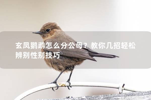 玄凤鹦鹉怎么分公母？教你几招轻松辨别性别技巧