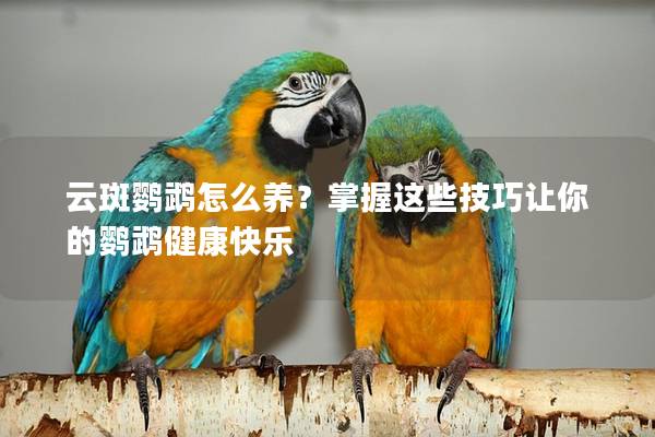 云斑鹦鹉怎么养？掌握这些技巧让你的鹦鹉健康快乐