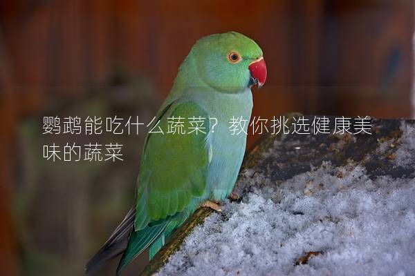 鹦鹉能吃什么蔬菜？教你挑选健康美味的蔬菜