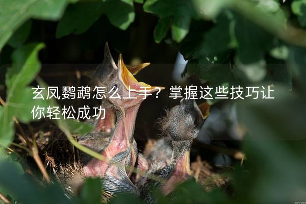 玄凤鹦鹉怎么上手？掌握这些技巧让你轻松成功