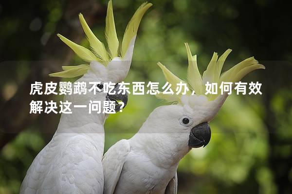 虎皮鹦鹉不吃东西怎么办，如何有效解决这一问题？