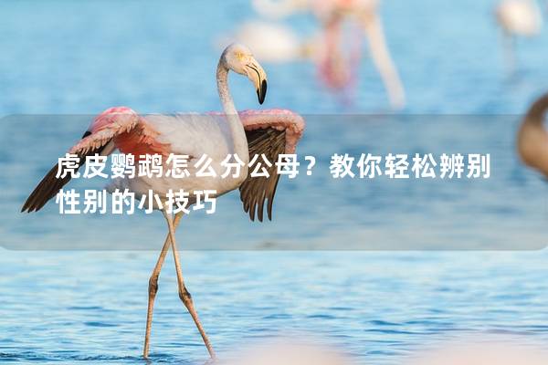 虎皮鹦鹉怎么分公母？教你轻松辨别性别的小技巧