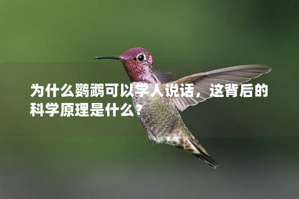 为什么鹦鹉可以学人说话，这背后的科学原理是什么？