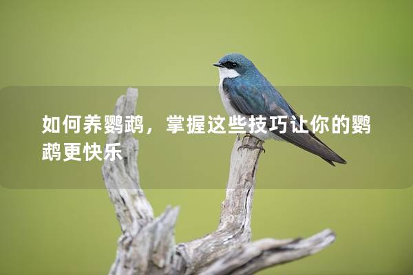如何养鹦鹉，掌握这些技巧让你的鹦鹉更快乐