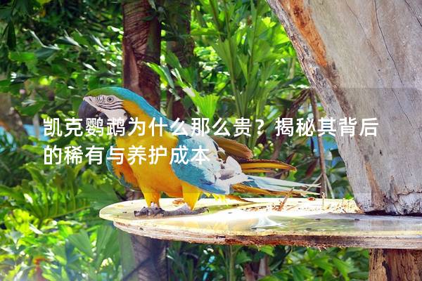 凯克鹦鹉为什么那么贵？揭秘其背后的稀有与养护成本