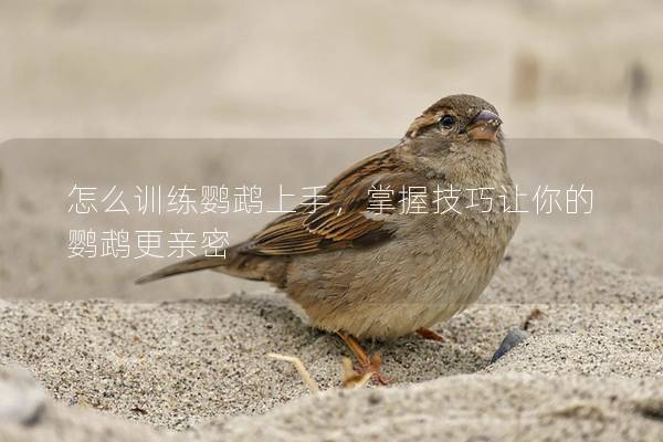 怎么训练鹦鹉上手，掌握技巧让你的鹦鹉更亲密