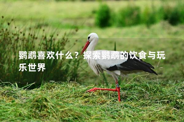 鹦鹉喜欢什么？探索鹦鹉的饮食与玩乐世界