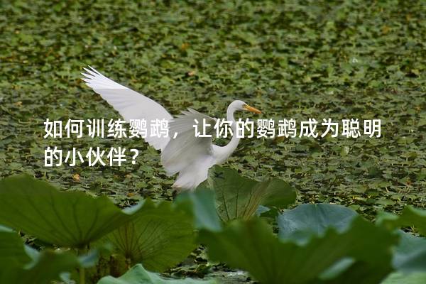 如何训练鹦鹉，让你的鹦鹉成为聪明的小伙伴？