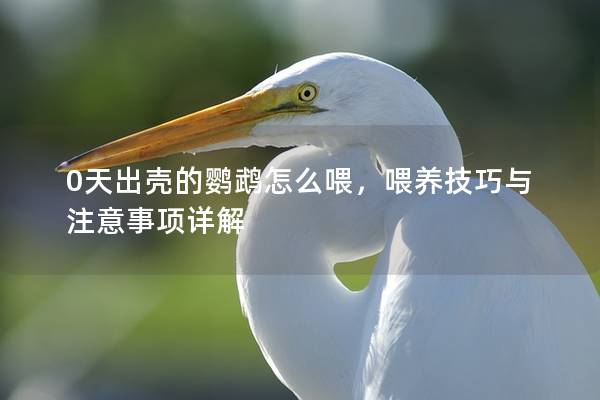0天出壳的鹦鹉怎么喂，喂养技巧与注意事项详解