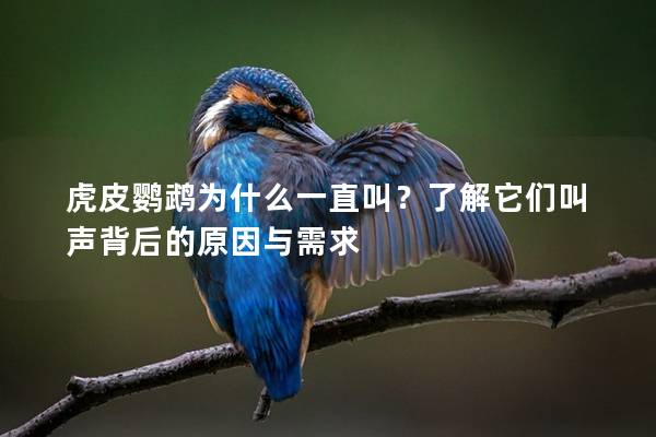 虎皮鹦鹉为什么一直叫？了解它们叫声背后的原因与需求