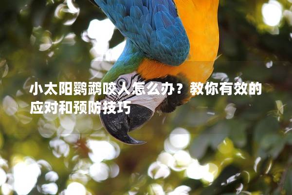 小太阳鹦鹉咬人怎么办？教你有效的应对和预防技巧