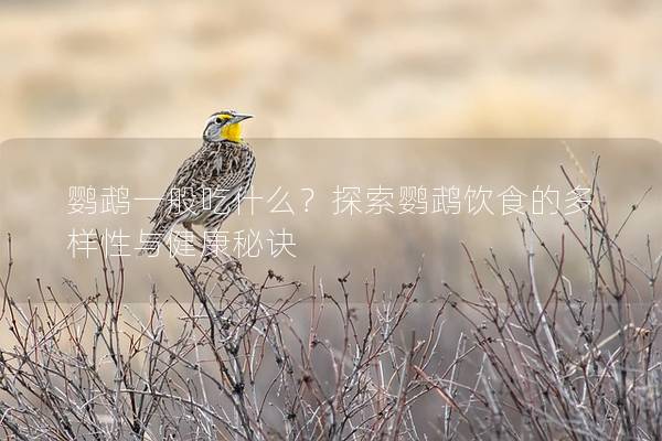 鹦鹉一般吃什么？探索鹦鹉饮食的多样性与健康秘诀