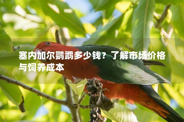 塞内加尔鹦鹉多少钱？了解市场价格与饲养成本