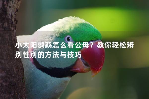 小太阳鹦鹉怎么看公母？教你轻松辨别性别的方法与技巧