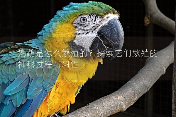 鹦鹉是怎么繁殖的？探索它们繁殖的神秘过程与习性