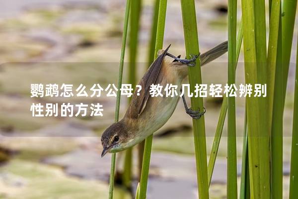 鹦鹉怎么分公母？教你几招轻松辨别性别的方法