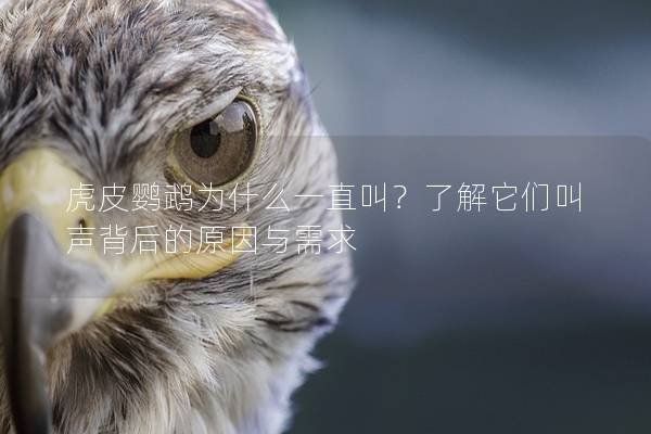 虎皮鹦鹉为什么一直叫？了解它们叫声背后的原因与需求