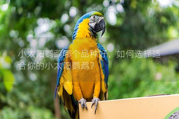 小太阳鹦鹉哪个品种好，如何选择适合你的小太阳鹦鹉？