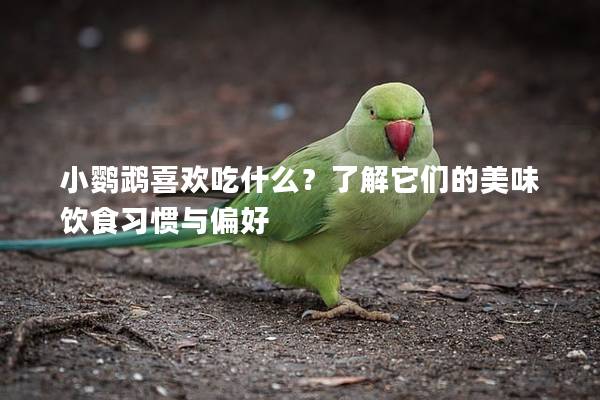 小鹦鹉喜欢吃什么？了解它们的美味饮食习惯与偏好