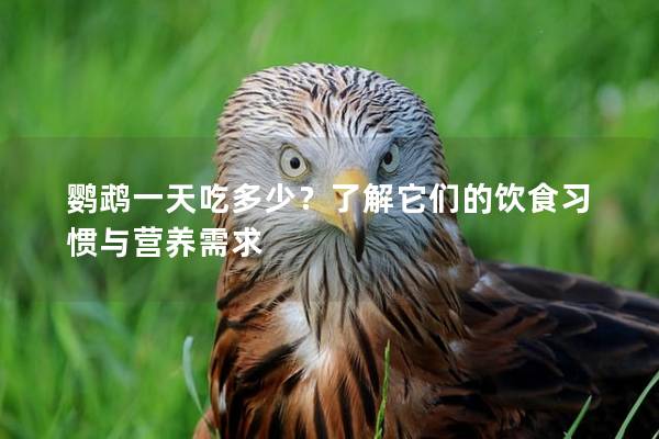 鹦鹉一天吃多少？了解它们的饮食习惯与营养需求