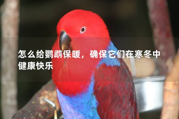 怎么给鹦鹉保暖，确保它们在寒冬中健康快乐